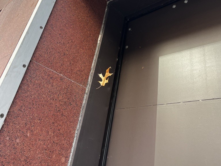 A yellow leaf caught on a dark door frame